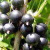 Смородина черная Орловский вальс